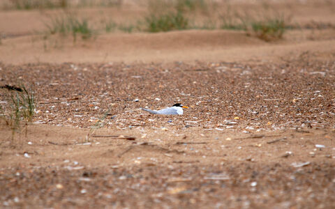 Little tern nesting cpt Amy
